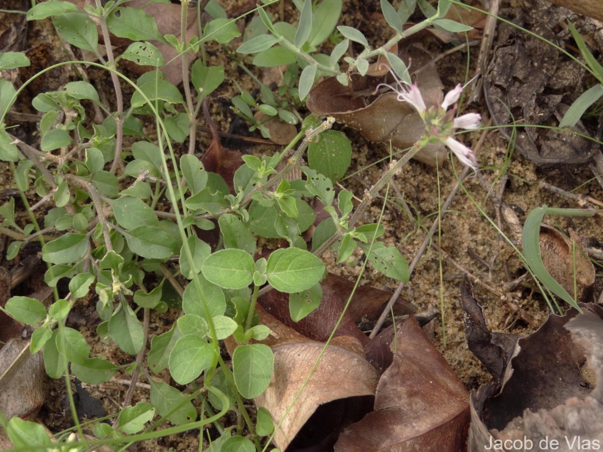 Ocimum filamentosum Forssk.